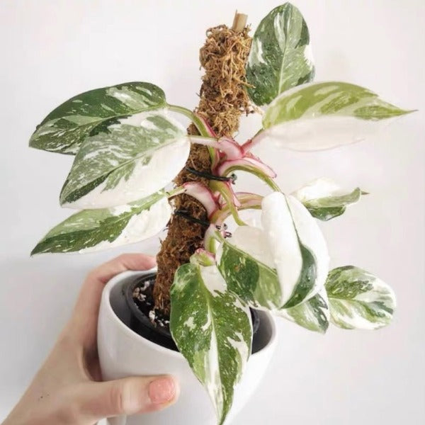 pink and white princess philodendron Philodendron ‘ White Princess ‘