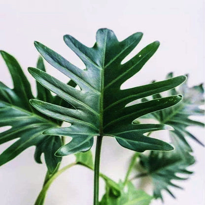 Philodendron Winterbourn ( Philodendron Xanadu )