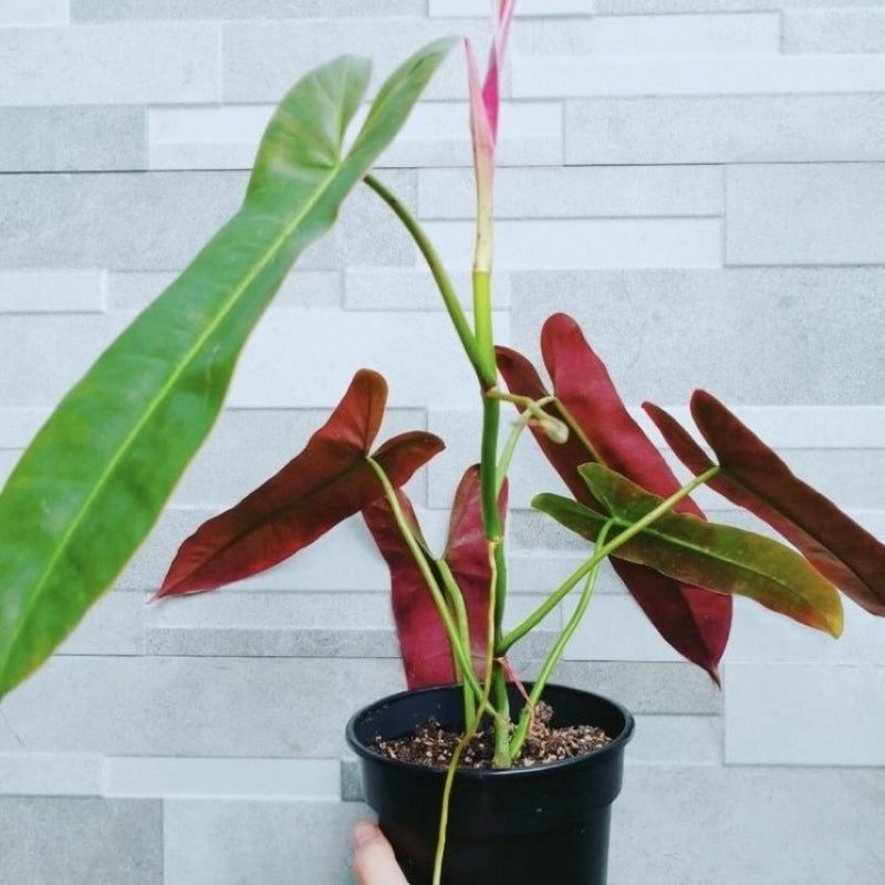 Philodendron atabapoense