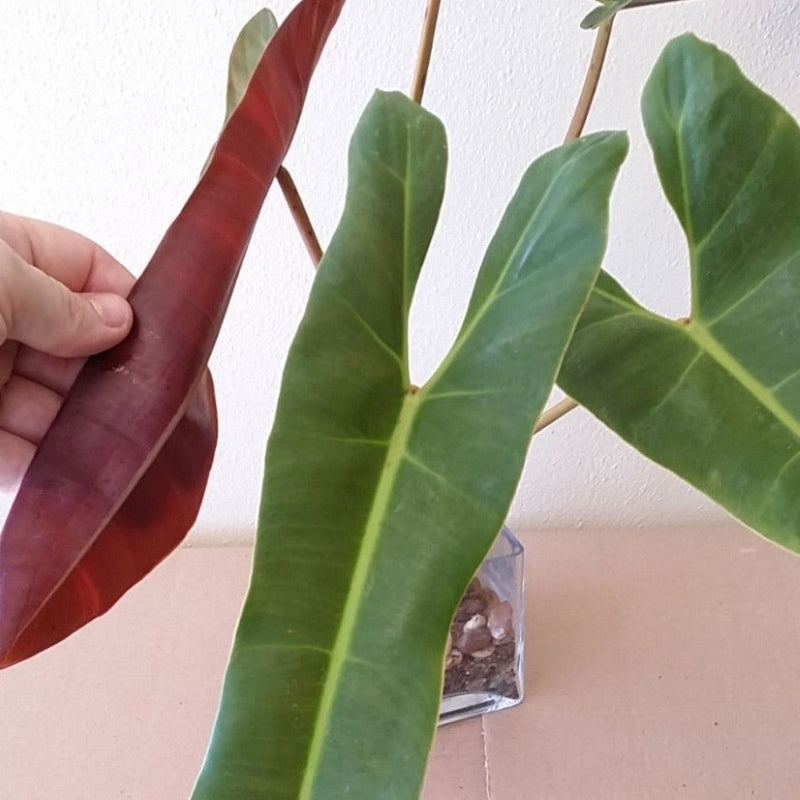 Philodendron atabapoense