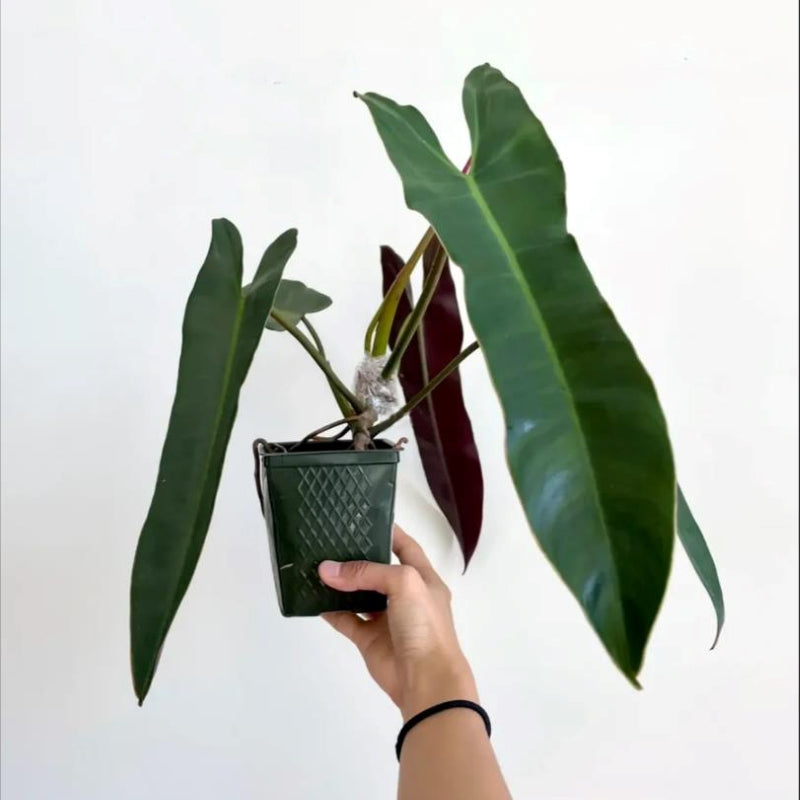 Philodendron atabapoense