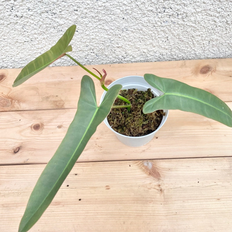 Philodendron atabapoense