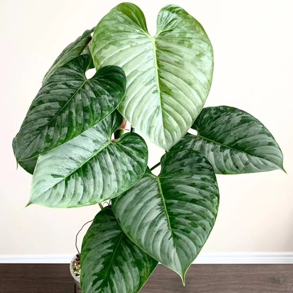 philodendron for sale Philodendron sodiroi