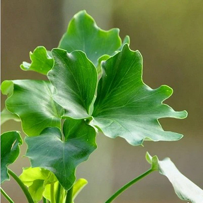 Philodendron selloum koch