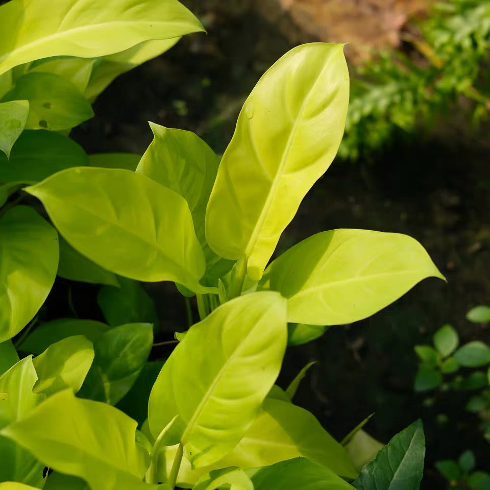 Philodendron 'Malay Gold'