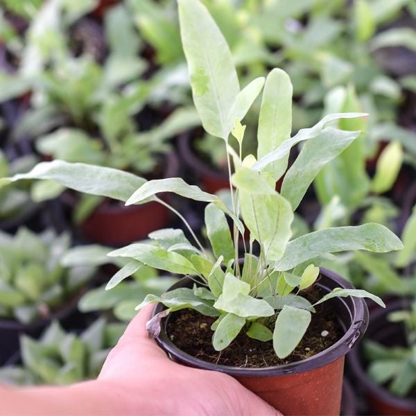 Blue Star Fern (Phlebodium aureum)