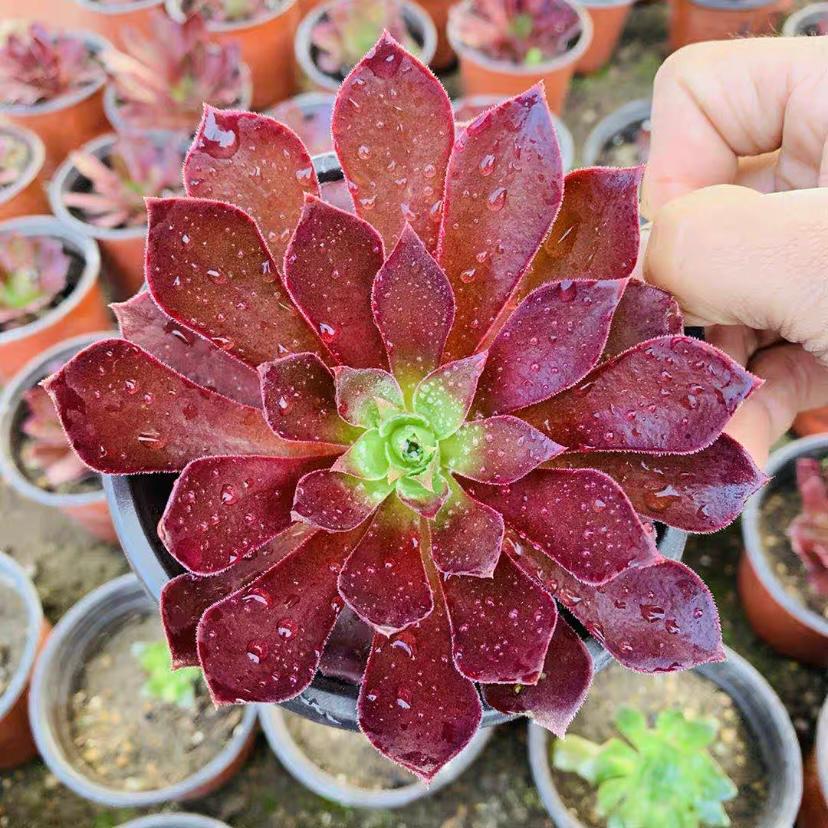 flame plant succulent Phoenix Flame(Aeonium)