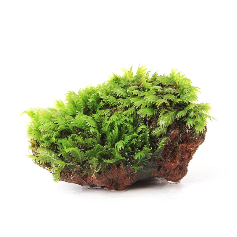 Phoenix Moss (Fissidens nobilis)