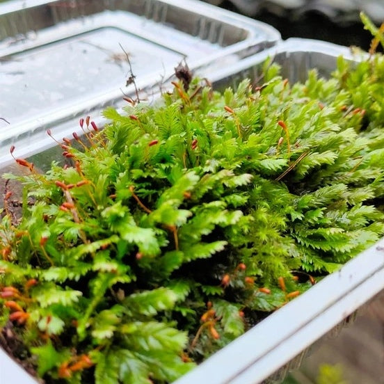 Phoenix Moss ( Fissidens nobilis )