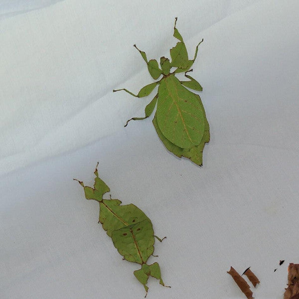 Phyllium Giganteum Leaf Insect