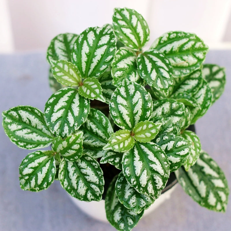 Pilea cadierei Gagnep.