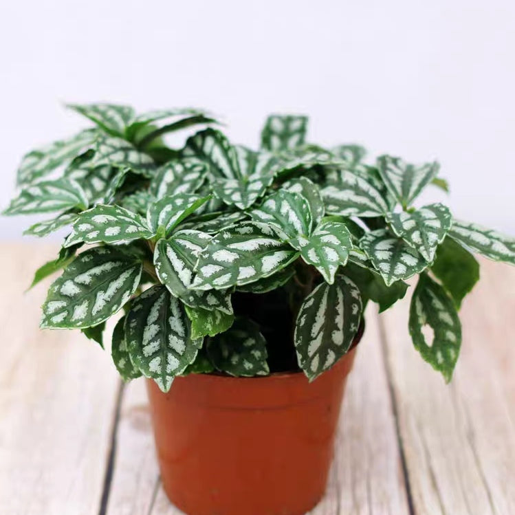 Pilea cadierei Gagnep.