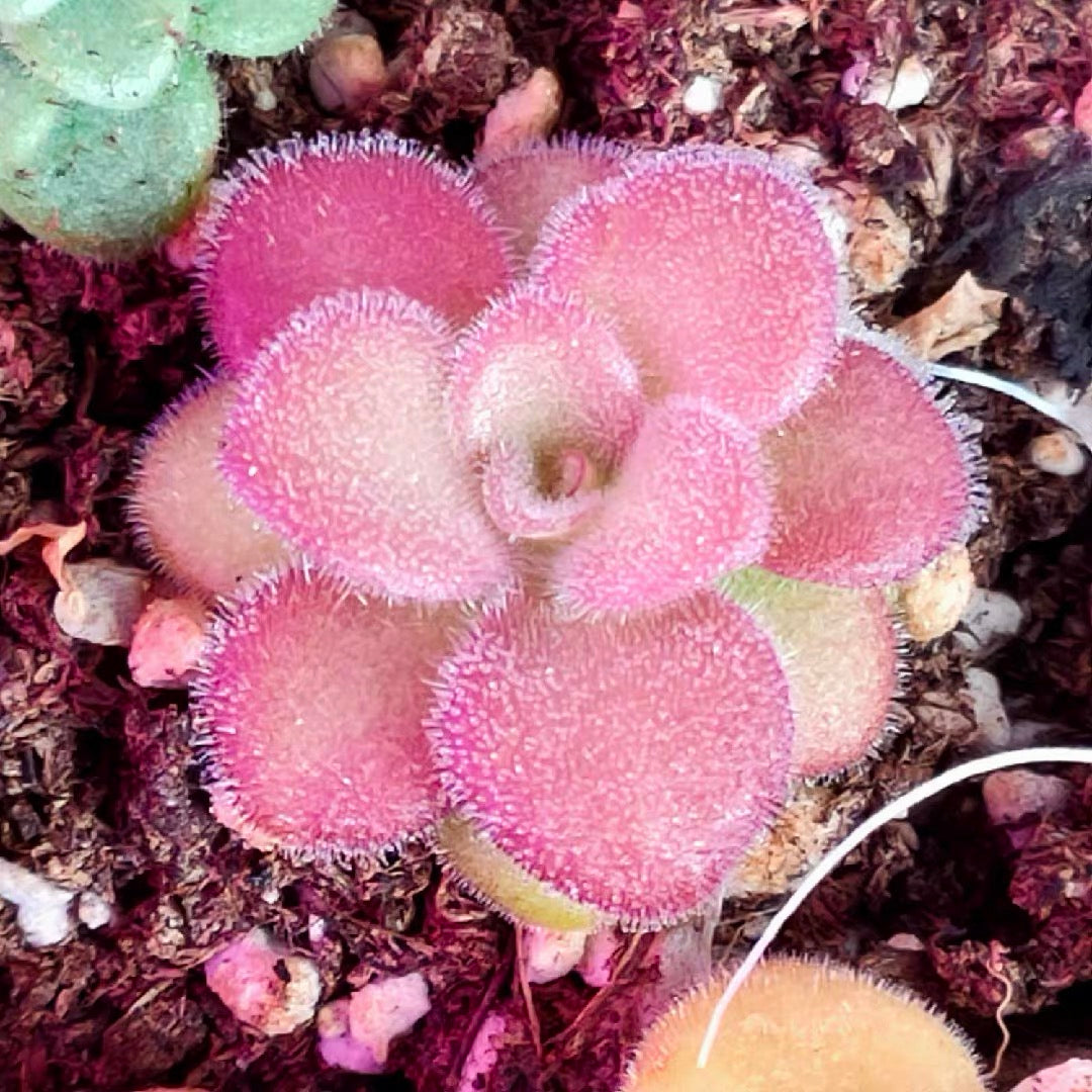 Butterworts (Pinguicula Agnata)