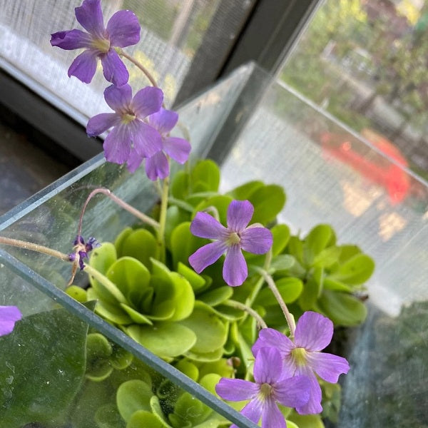 Pinguicula Agnata x Potosiensis