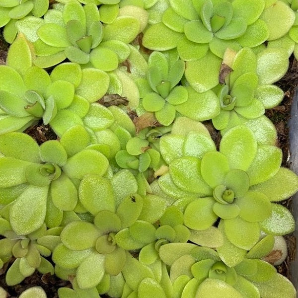 Pinguicula Agnata x Potosiensis