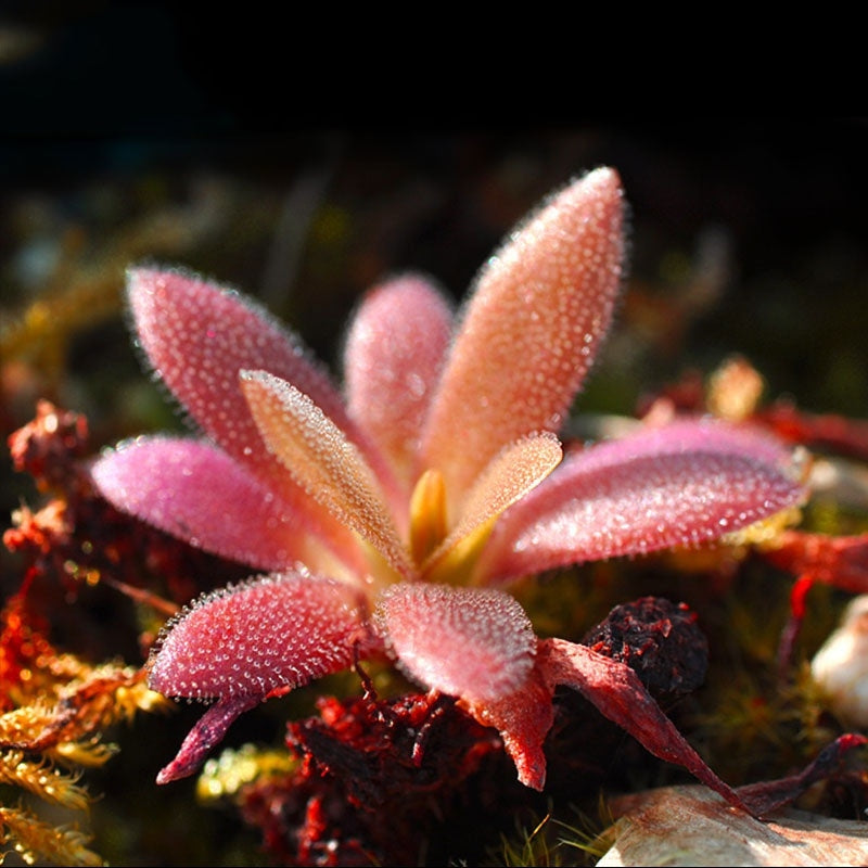 aphrodite succulent Pinguicula ' Aphrodite '