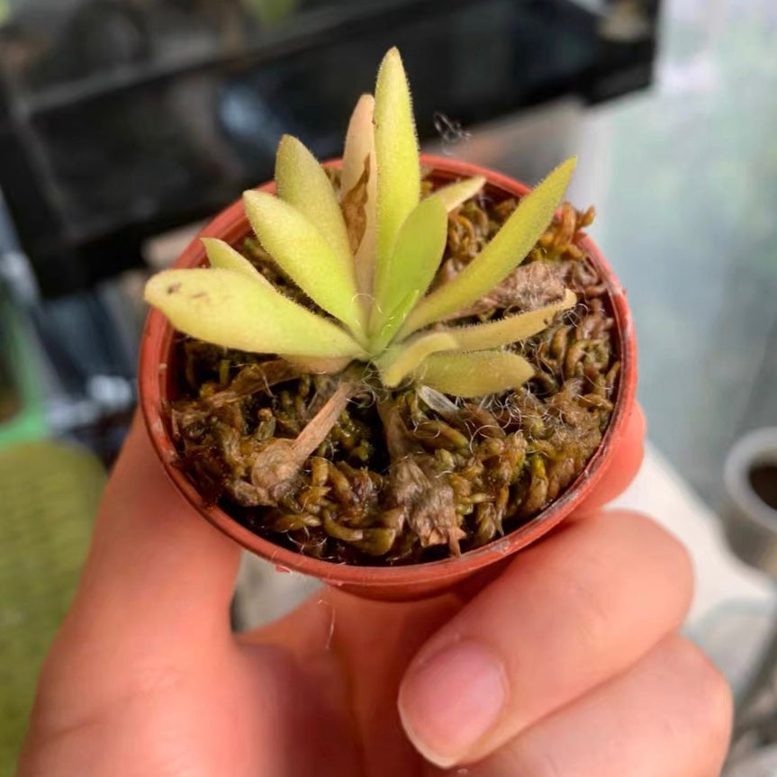 Pinguicula ' Aphrodite '