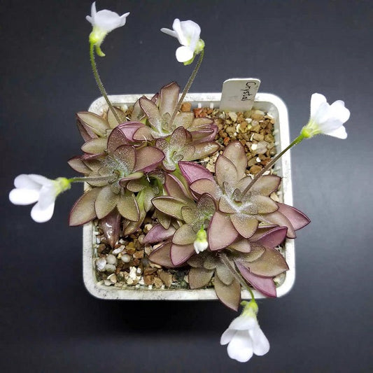 Pinguicula cv. Crystal
