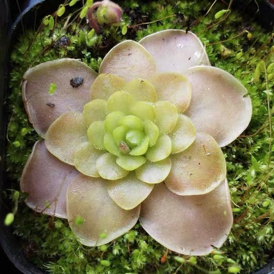 Pinguicula Cyclosecta