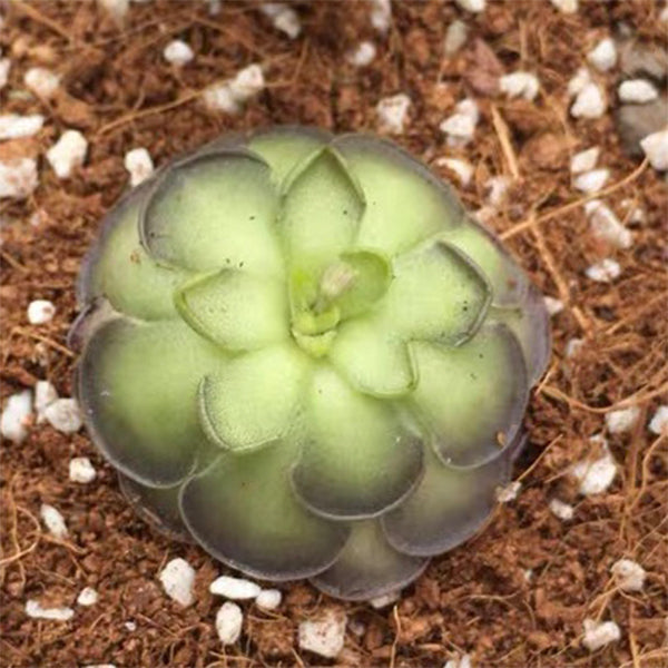 Pinguicula Cyclosecta