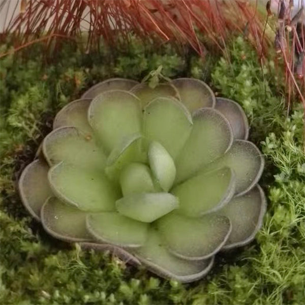 Pinguicula Cyclosecta