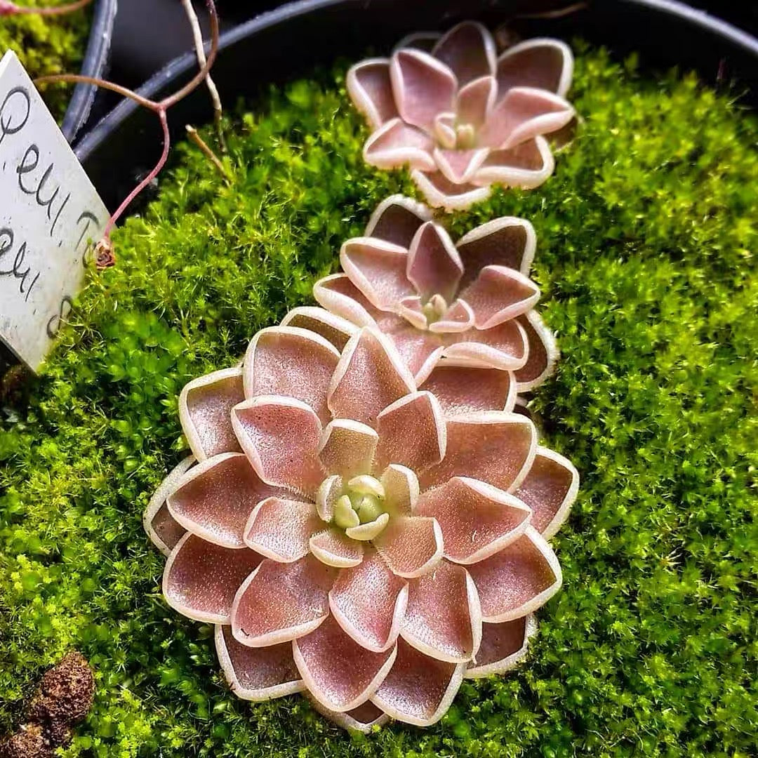 dracaena pinguicula for sale Butterworts (Pinguicula Ehlersiae)