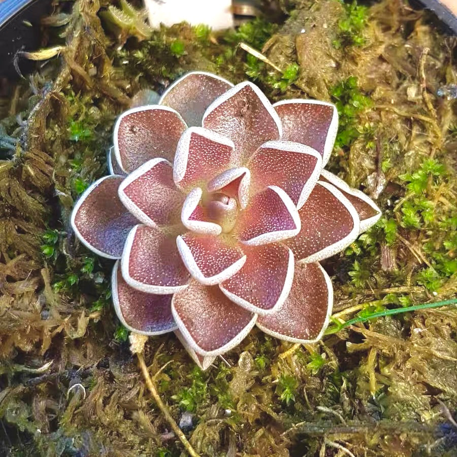 Butterworts (Pinguicula Ehlersiae)