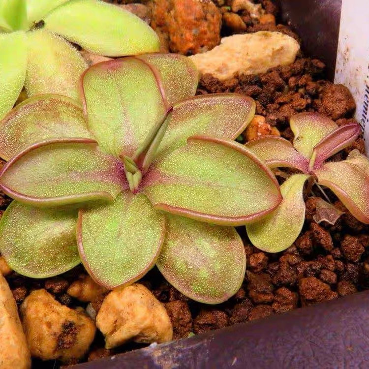 Butterworts Pinguicula Emarginata x Hemiepiphytica