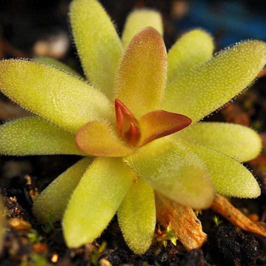 Gracilis  Moctezumae ( Pinguicula spp. )
