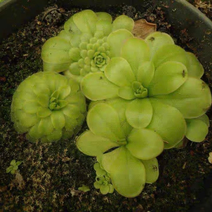 Butterwort Pinguicula Laueana