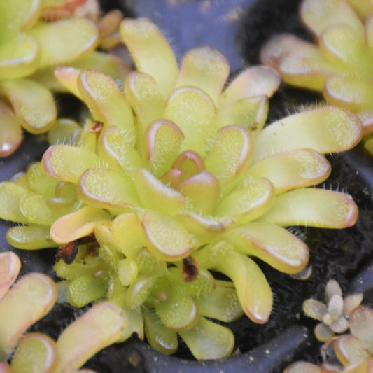 Pinguicula Reticulata