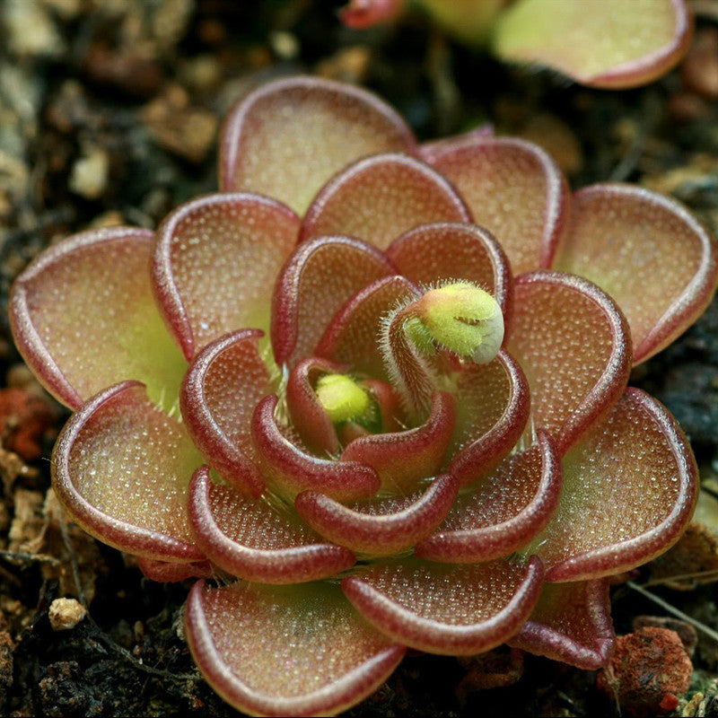 Pinguicula Reticulata