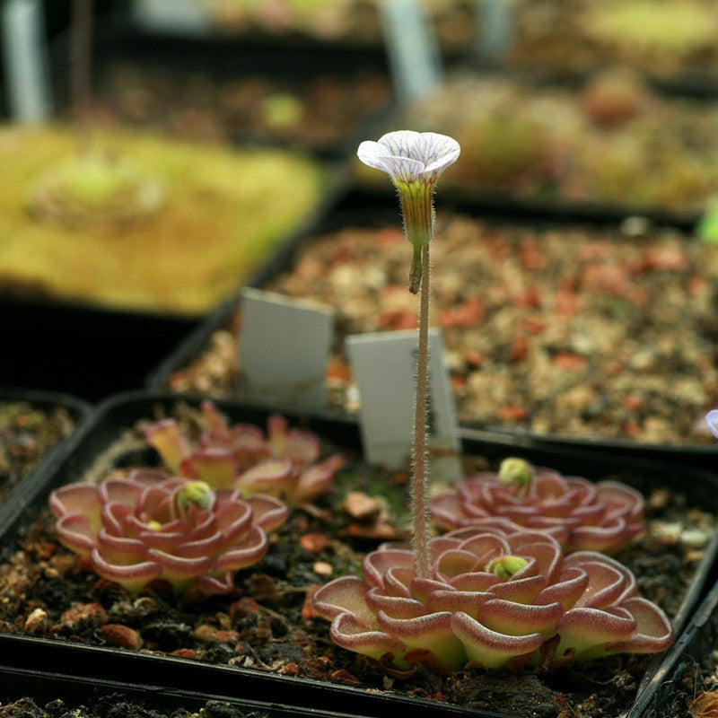 Pinguicula Reticulata