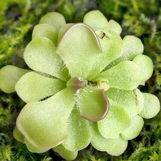Pinguicula Rotundiflora