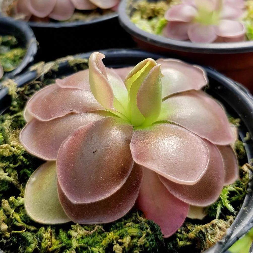 butterwort succulent Butterwort (Pinguicula 'Sethos')