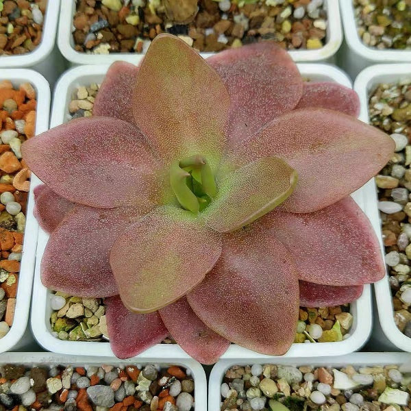 Pinguicula x Marciano