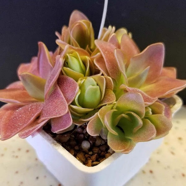 Pinguicula x Marciano