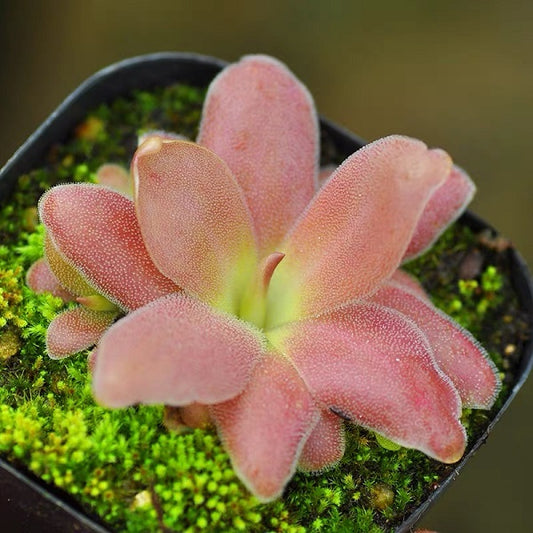 Pinguicula x Marciano