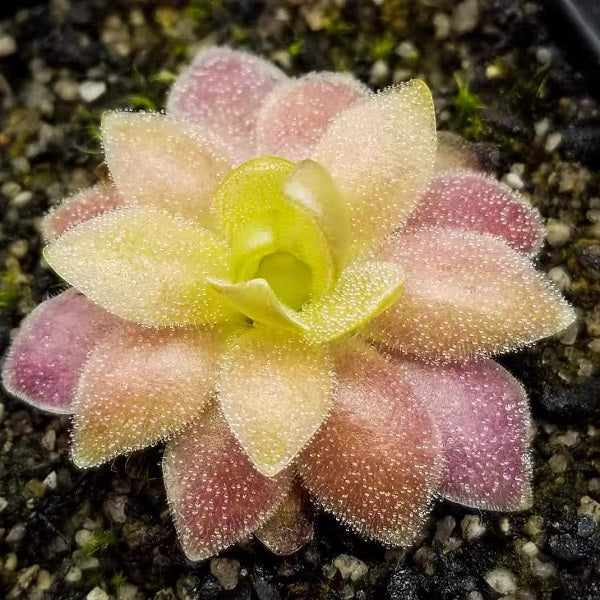 Pinguicula x Marciano
