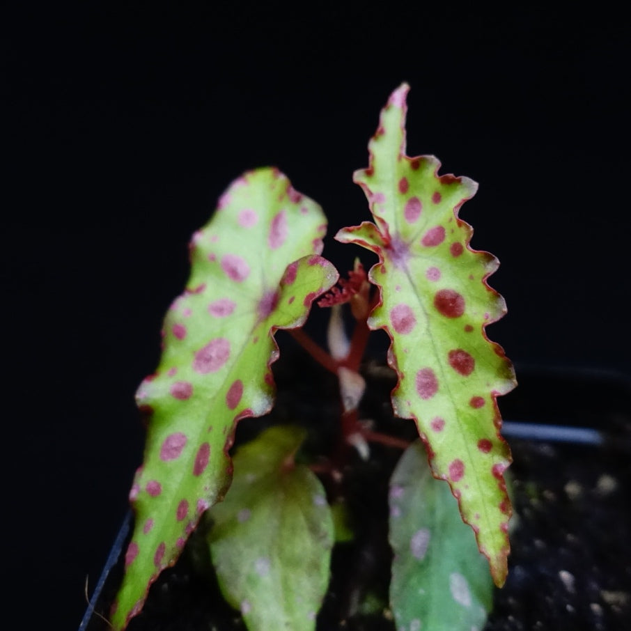 Pink Spotted Begonia ( Begonia amphioxus )