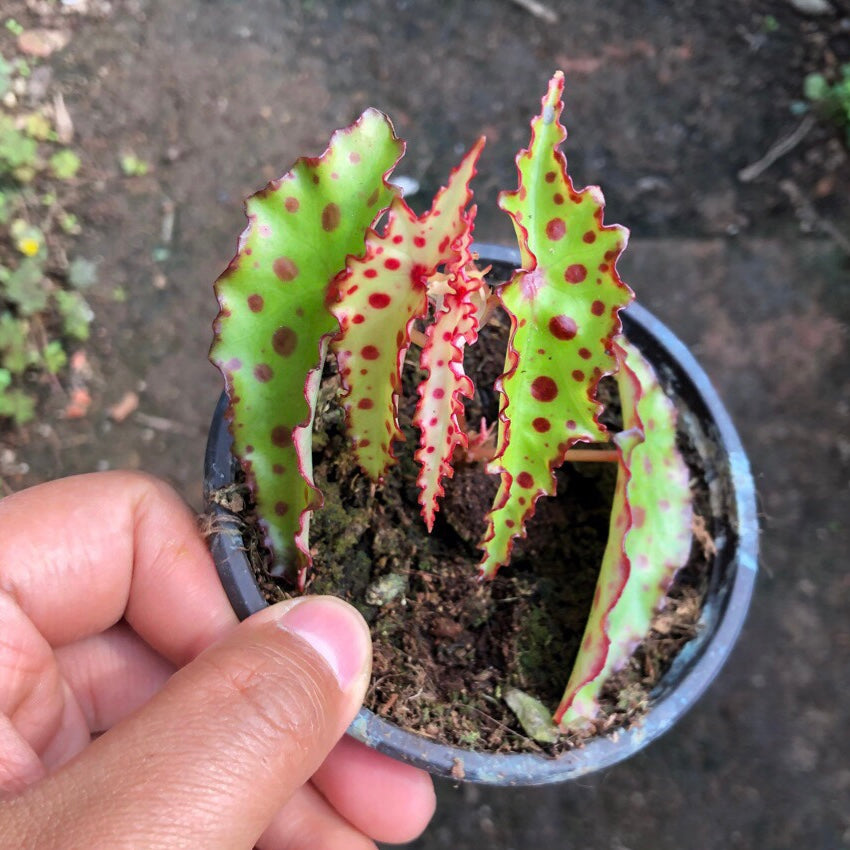 Pink Spotted Begonia ( Begonia amphioxus )