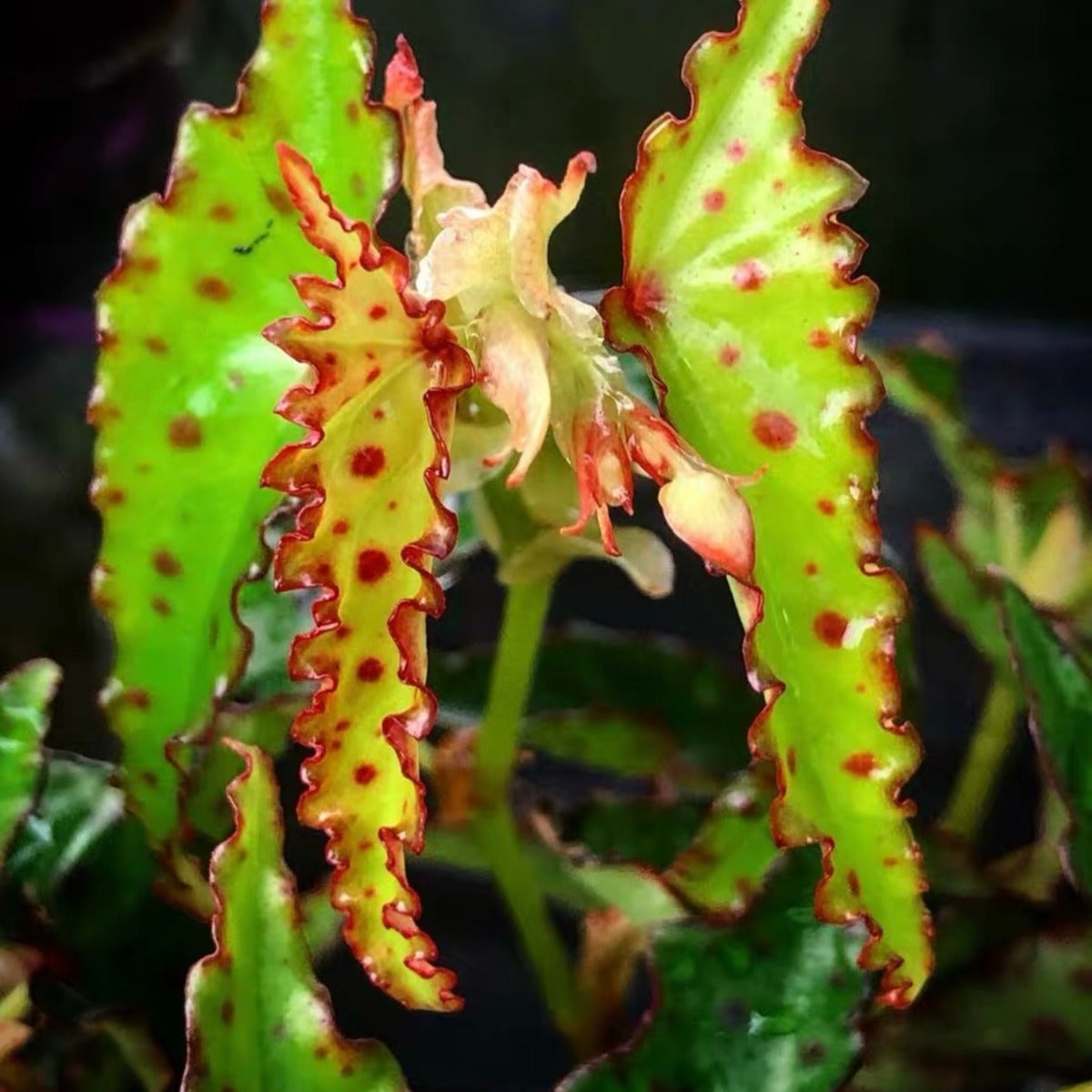 Pink Spotted Begonia ( Begonia amphioxus )