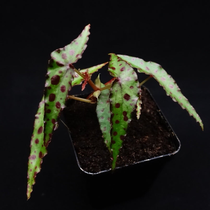 Pink Spotted Begonia ( Begonia amphioxus )
