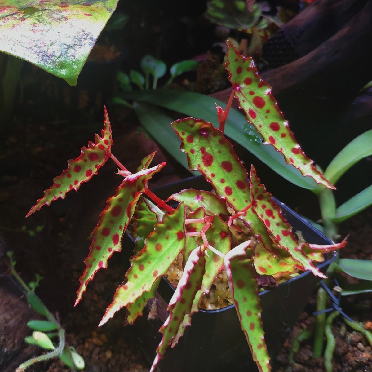 Pink Spotted Begonia ( Begonia amphioxus )