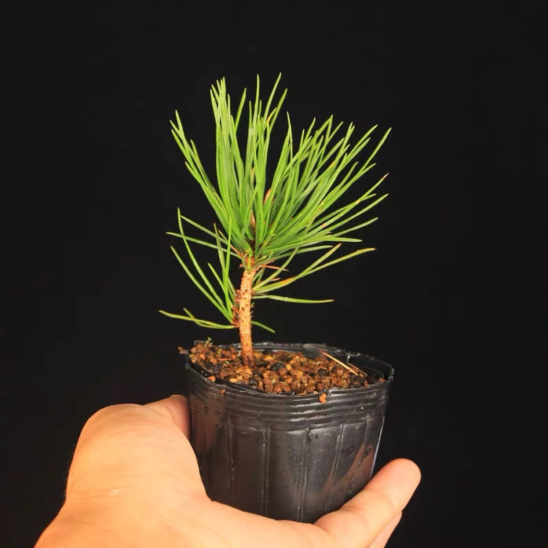 Black pine Parl (Pinus thunbergii )