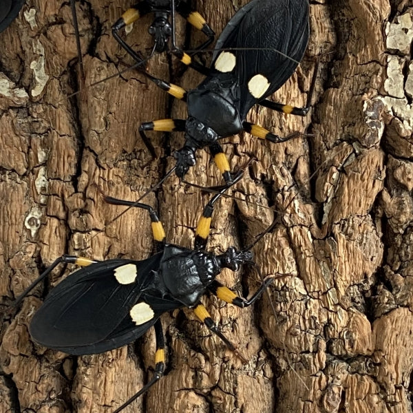White Spotted Assassin Bug (Platymeris biguttata)
