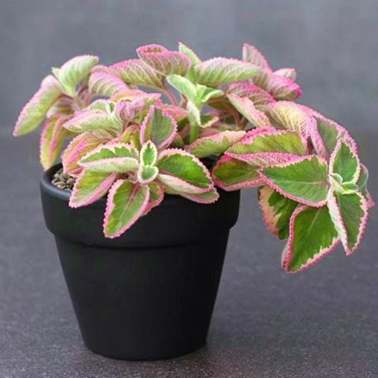indoor swedish ivy plant Swedish Ivy (Plectranthus coleoides .Var) for Sale