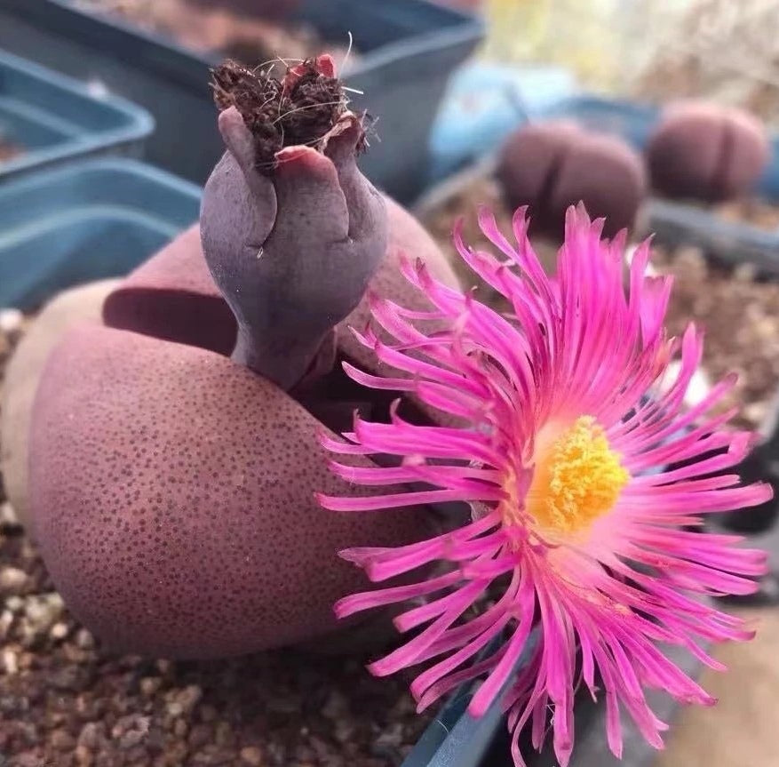 Pleiospilos nelii ‘Rubra’