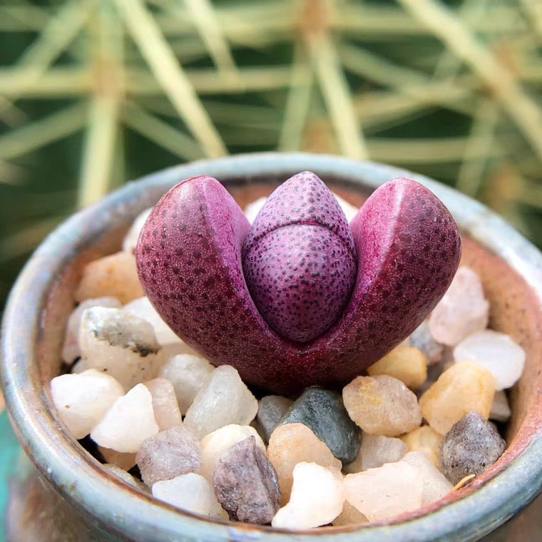 small purple succulent Pleiospilos nelii 'Rubra' for Sale