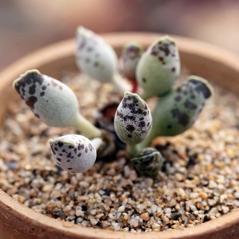 Plover Egg Plant ( Adromischus cooperi festivus )